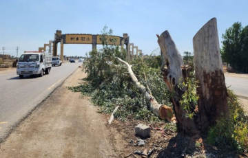 مدن بلا ظلال.. توسعة الطرق تقضي على الأشجار وتحرق المساحات الخضراء!