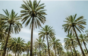 السياسات الزراعية تفشل في الحفاظ على {النخلة} العراقية!