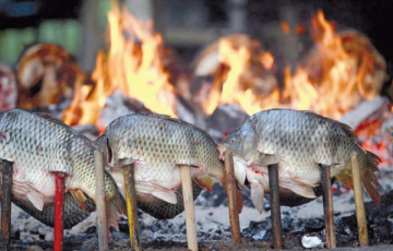 {المسكوف} يستنزف أشجار الحمضيات والفستق!