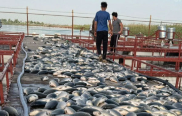 الصرف الصحي يُهلك مئات الأطنان من الأسماك في واسط!