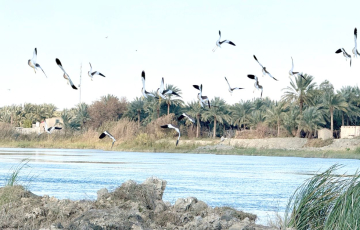 في نينوى.. الصيد الجائر يهدد عودة الطيور المهاجرة ويضع التنوع الأحيائي أمام تحديات جديدة!