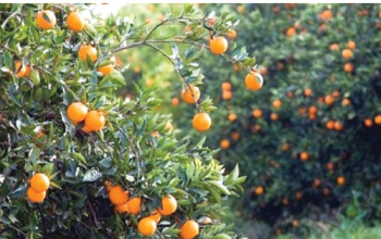 بساتين ديالى.. هل ستغدو من الماضي؟!