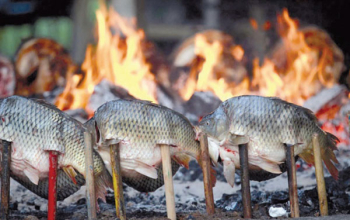 {المسكوف} يستنزف أشجار الحمضيات والفستق!