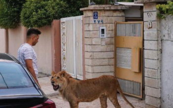 تربية الحيوانات المفترسة في المنازل.. ظاهرة خطيرة تتفاقم وتثير مخاوف المواطنين
