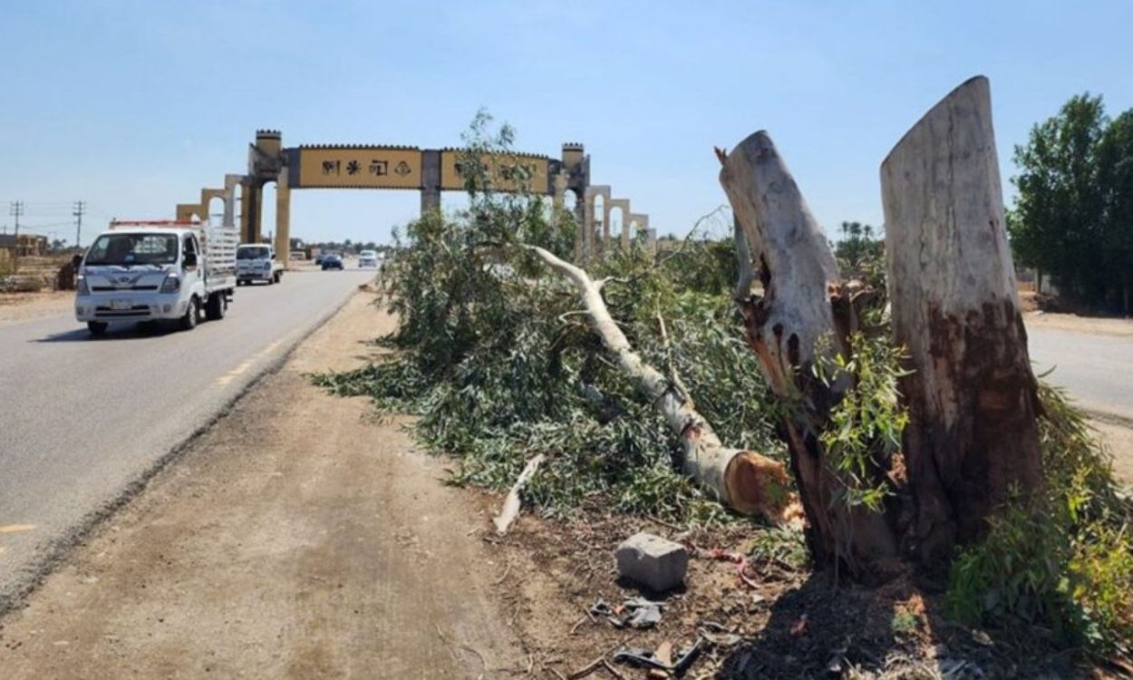 مدن بلا ظلال.. توسعة الطرق تقضي على الأشجار وتحرق المساحات الخضراء!